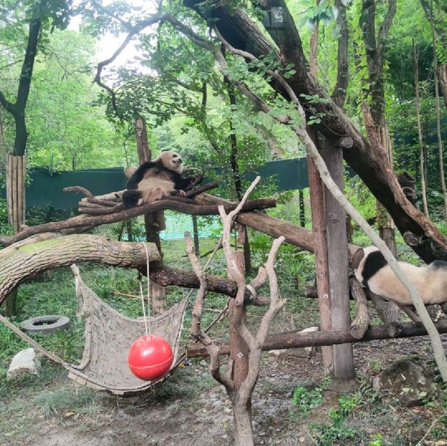 FREE Entrance @ Shanghai Zoo this Summer