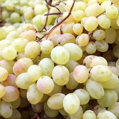 八毛凉皮总店(西小路店) User Photo