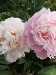 Goose City Peony Garden