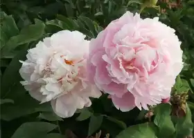 Goose City Peony Garden