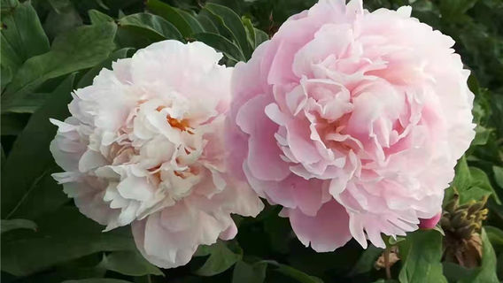 Goose City Peony Garden