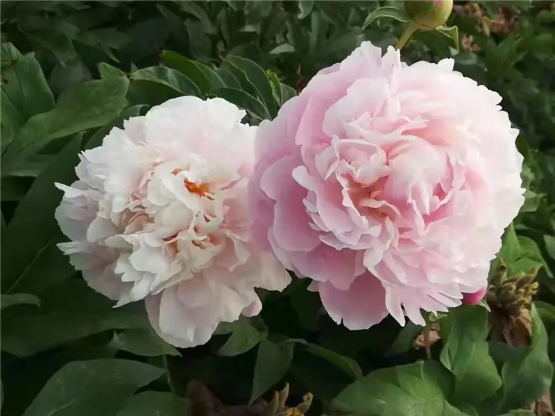 Goose City Peony Garden