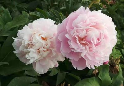 Goose City Peony Garden