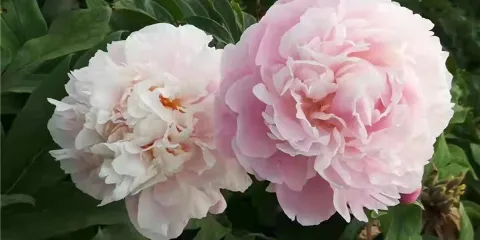 鵝城牡丹園
