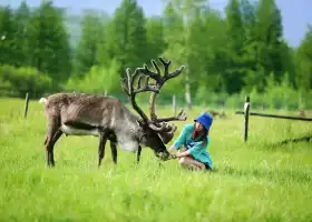 敖魯古雅印象馴鹿部落