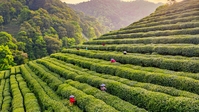 Tea Tasting and Picking in Hangzhou