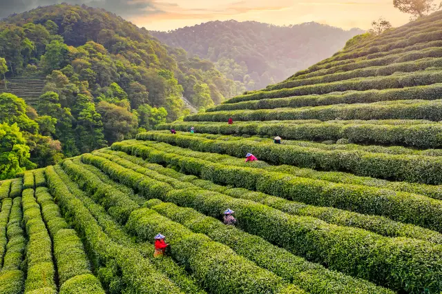 Hangzhou Tea Picking