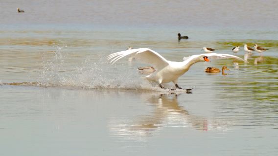 Marismas de Isla Cristina
