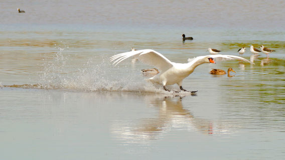 Marismas de Isla Cristina