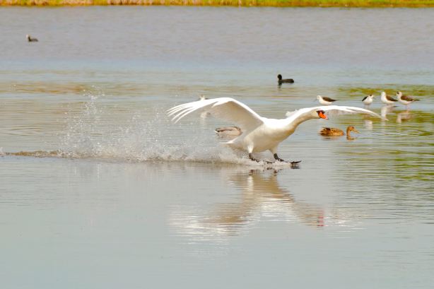 Marismas de Isla Cristina
