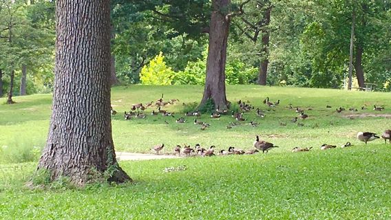 Garvin Park