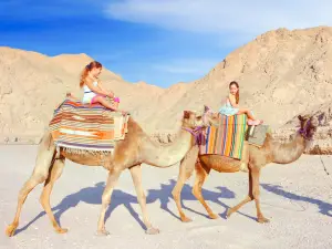 Camel Ranch- Eilat