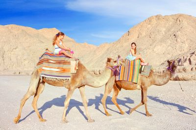 Camel-Ranch Eilat