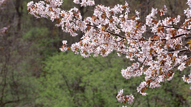 Cherry Blossom Viewing in Sapporo