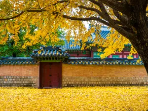 Ginkgo Trees in Seoul