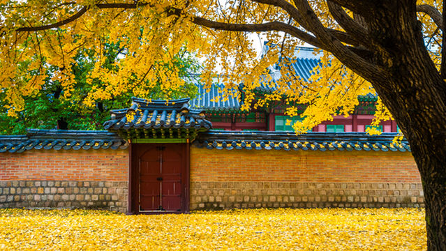 Ginkgo Viewing in Seoul