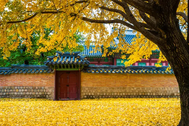 Ginkgo Trees in Seoul