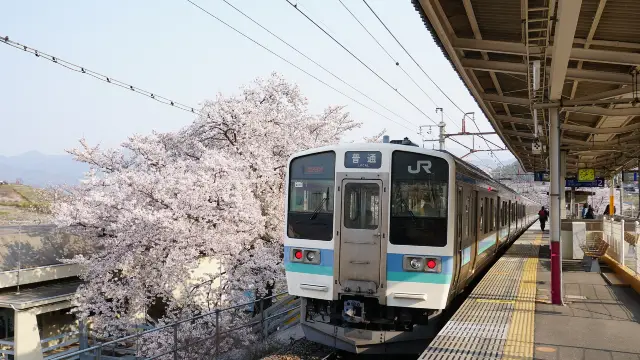 Yamanashi Cherry Blossom Appreciation