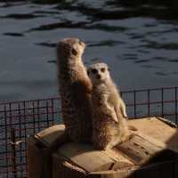 癒し空間【伊豆シャボテン動物公園】