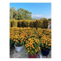 粉嶺#永霖休閒農莊買花啦！一定比花店平，選擇好多嘅！