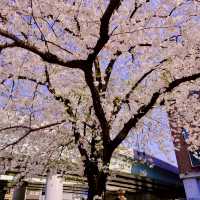 日本橋の見事な桜