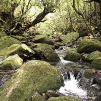 世界遺産ー屋久島