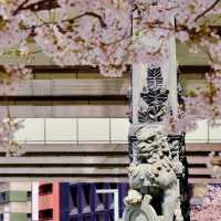 日本橋の見事な桜