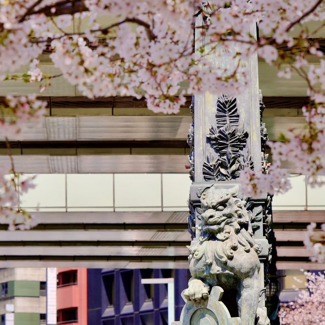 日本橋の見事な桜