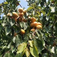 大丰收农家园 User Photo