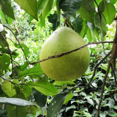 CHANG YANG JIN XIU NONG ZHUANG User Photo