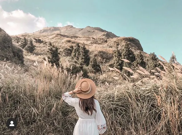 陽明山國家公園 芒草