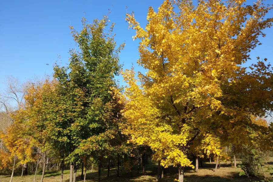 Tianheng Mountain Park