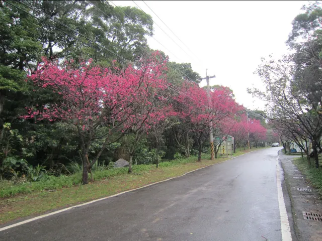 【櫻花季】粉紅大爆發,新北13處賞櫻勝地推薦打卡熱點一次看