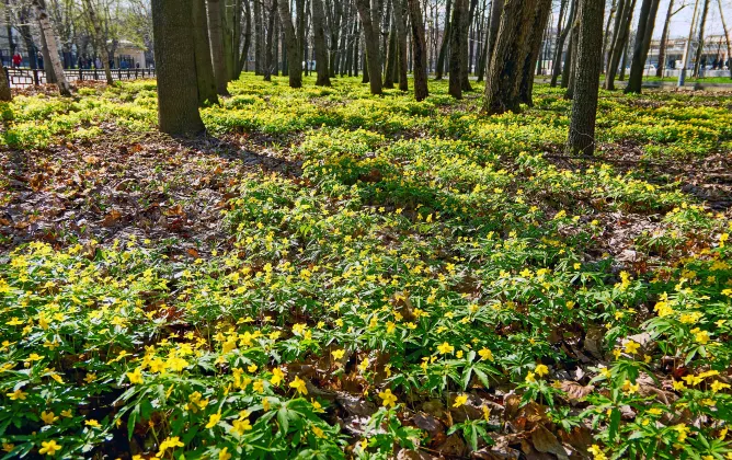 Appi Life is Beautiful