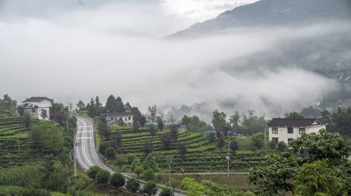 Tianfu Sightseeing Tea Garden