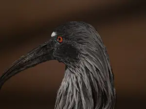 Pantanal