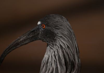Pantanal
