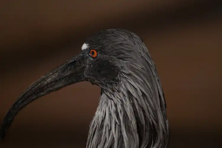 Các khách sạn gần Pantanal