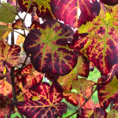 Отзывы об отеле Appart'City Confort Bordeaux Chartrons