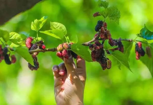 Ancient Mulberry Garden