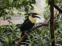 La Paz Waterfalls Gardens in Heredia