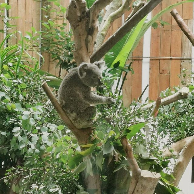 Animal Park 
