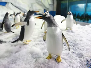 Quancheng Ocean and Polar World