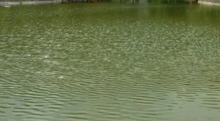 吳起縣退耕還林森林公園