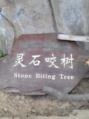 Spirit Stone Biting Tree Scenic Spot