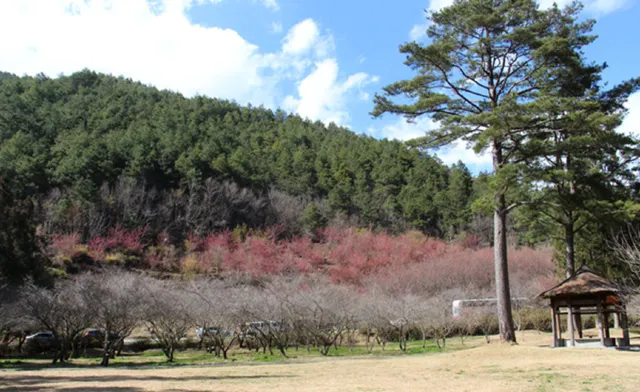 台湾のお花見スポット