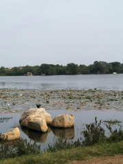 Trincomalee Crocodile Lake