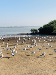 Bhayandar Khadi