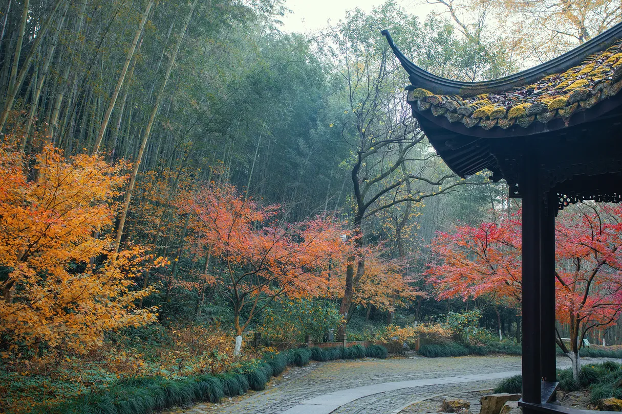 5_A Bamboo-Lined Path Yunqi