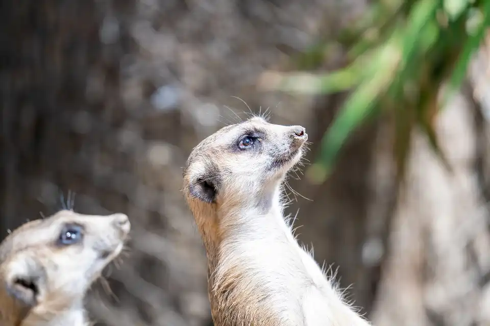 3_Chengdu Zoo